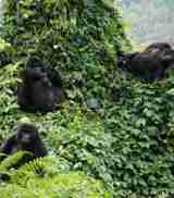 3. March in Uganda mountain gorillas