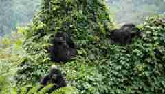 3. March in Uganda mountain gorillas