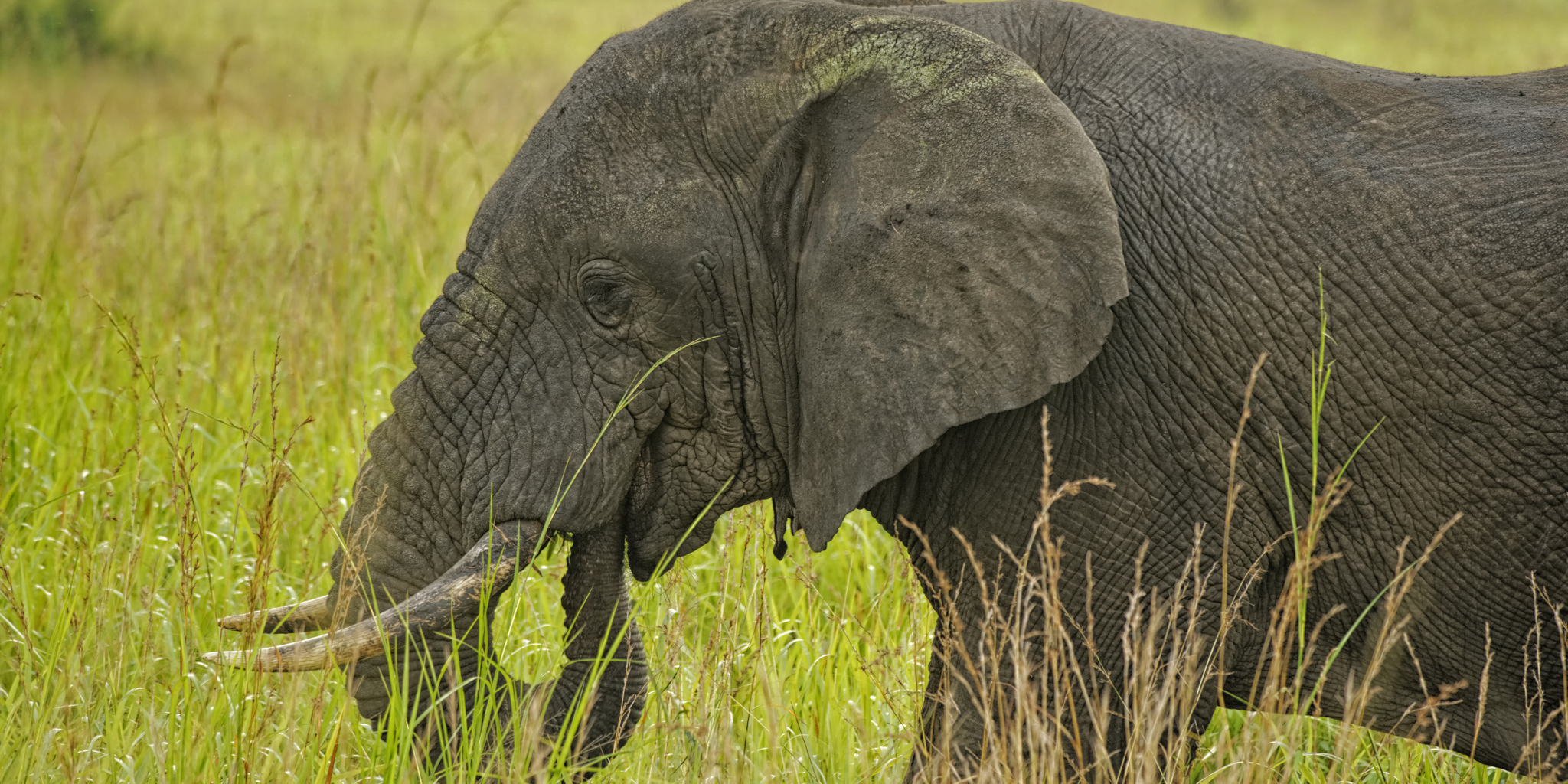 6. June in Uganda kyambura qenp elephant