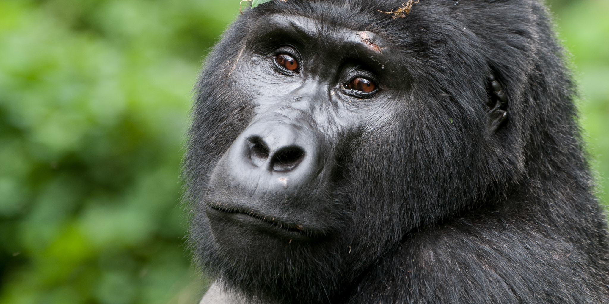 12. December in Ugandauganda gorilla 