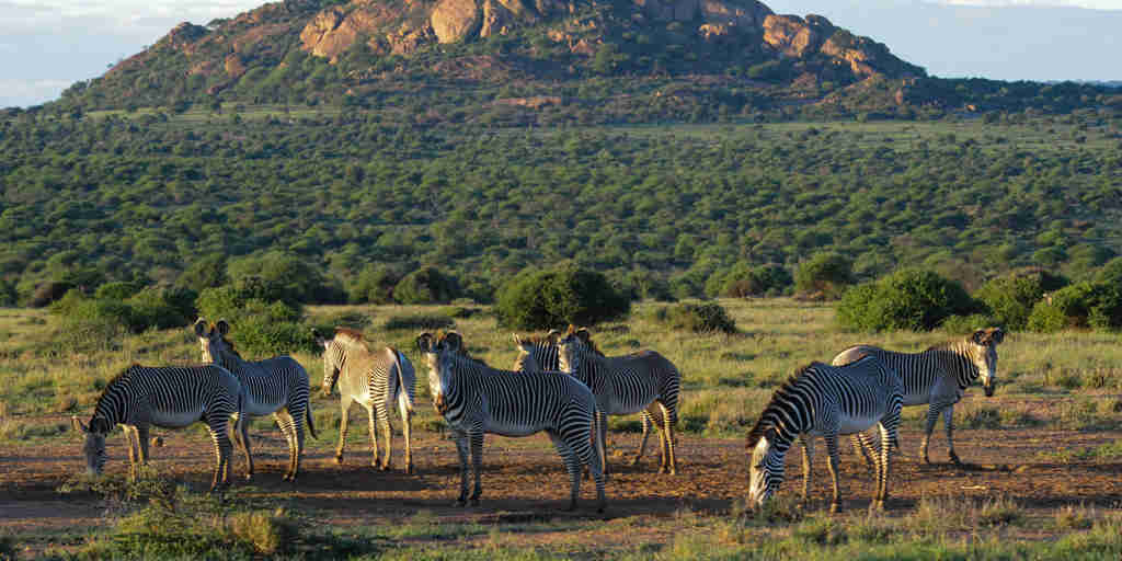 karisia tumaren camp zebras yellow zebra safaris