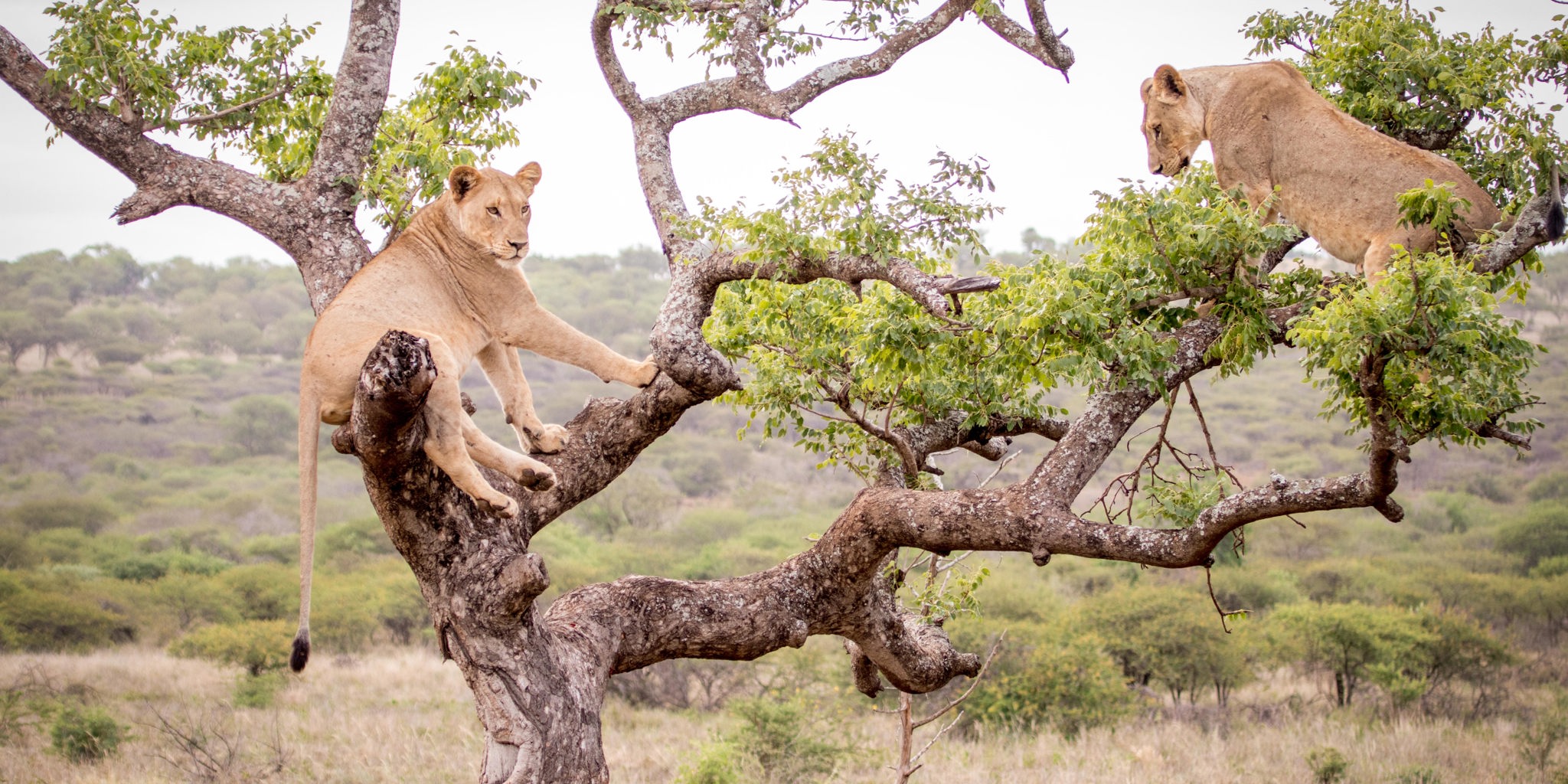 rhino sands safari camp lions south africa yellow zebra safaris
