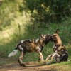 rhino sands safari camp dogs south africa yellow zebra safaris