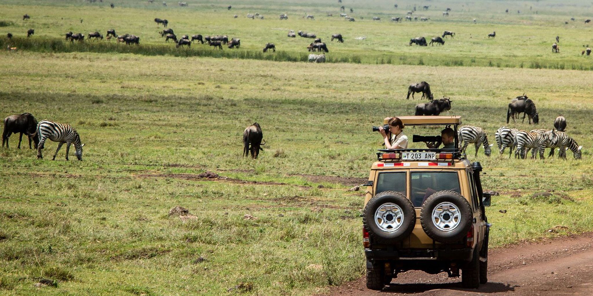 gibb's farm game drive tanzania yellow zebra safaris