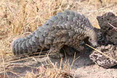 Pangolin conservation at andBeyond Phinda Private Game Reserve  4 