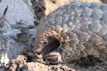 Pangolin conservation at andBeyond Phinda Private Game Reserve  6 