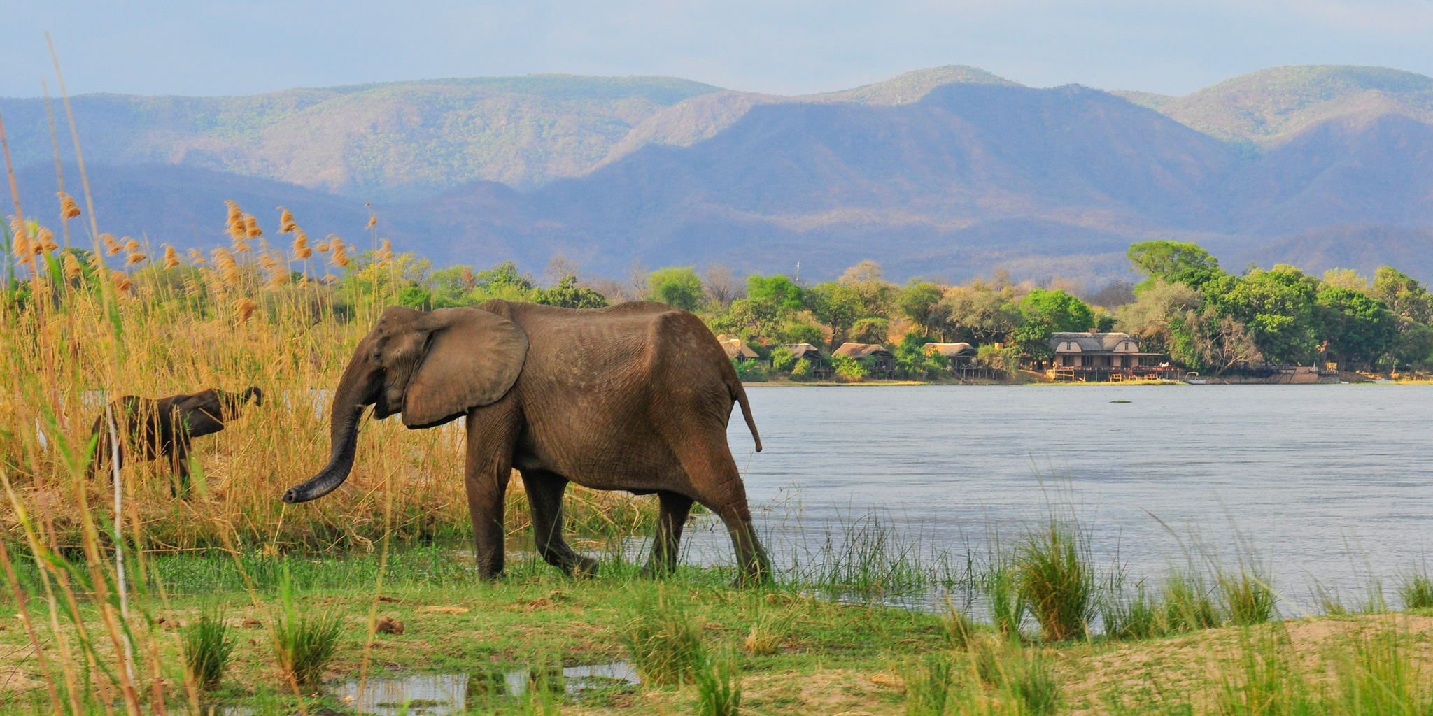 royal zambezi elephants zambia yellow zebra safaris