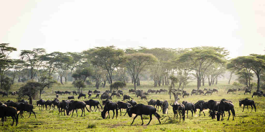 sanctuary kichakani serengeti camp migration tanzania yellow zebra safaris