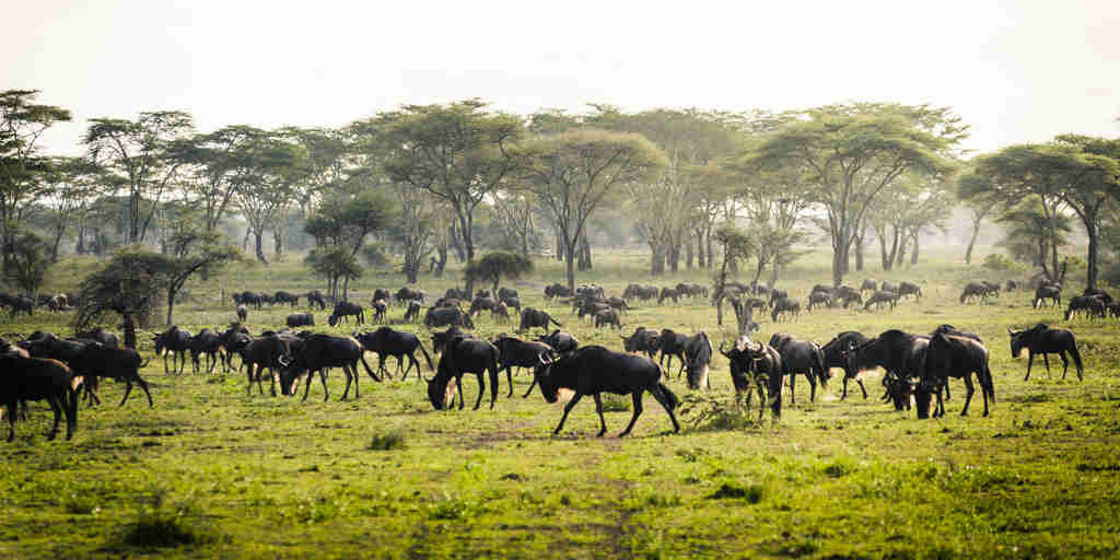 sanctuary kichakani serengeti camp migration tanzania yellow zebra safaris