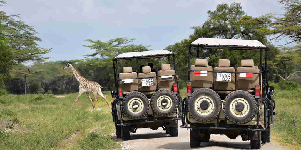 impala camp game drives tanzania yellow zebra safaris