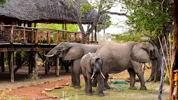 impala camp elephants tanzania yellow zebra safaris