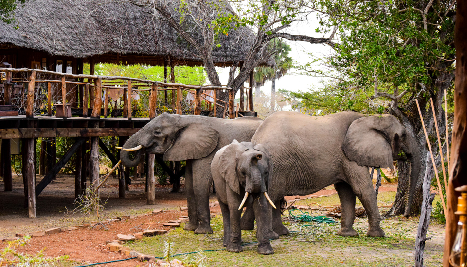 impala camp elephants tanzania yellow zebra safaris