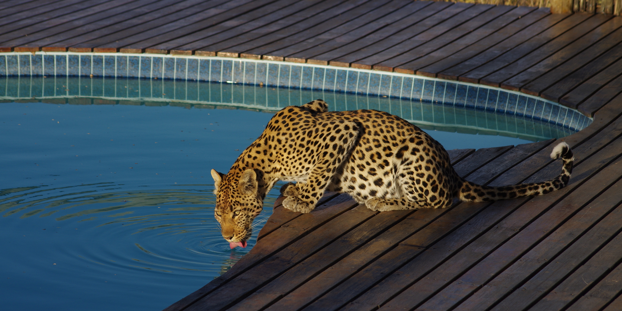 tau pan leopard botswana yellow zebra safaris