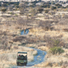 tau pan game drive botswana yellow zebra safaris