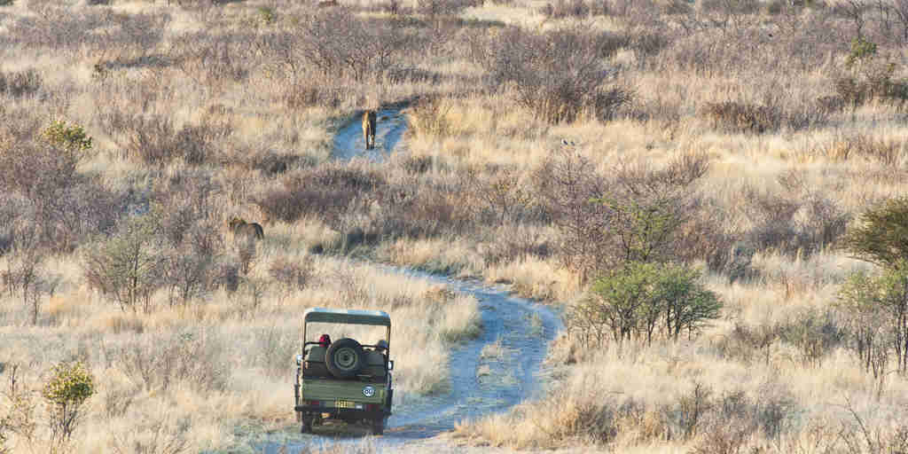 tau pan game drive botswana yellow zebra safaris