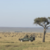 governors camp game bush drive kenya yellow zebra safaris