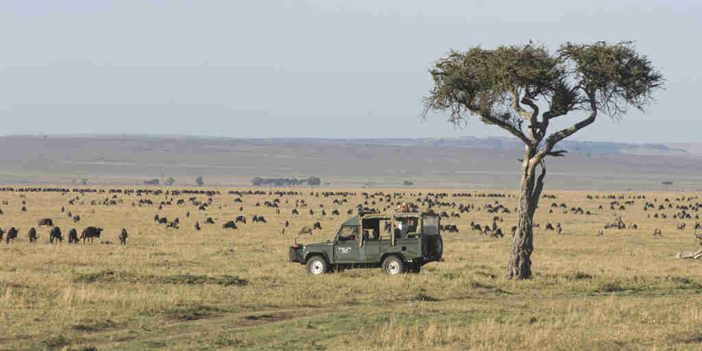 governors camp game bush drive kenya yellow zebra safaris