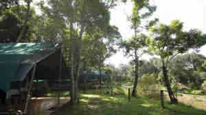 governors private camp tent area kenya yellow zebra safaris