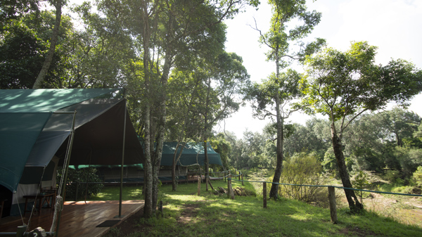 governors private camp tent area kenya yellow zebra safaris