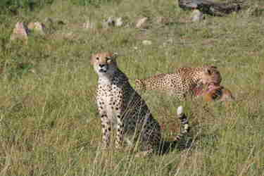 cheetah wildlife client review bauer family holiday tanzania yellow zebra safaris