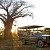 singita pamushana game drive zimbabwe yellow zebra safaris