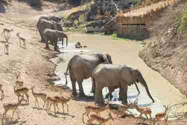 elephant hide shenton safaris zambia mwamba yellow zebra