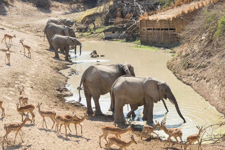 elephant hide shenton safaris zambia mwamba yellow zebra