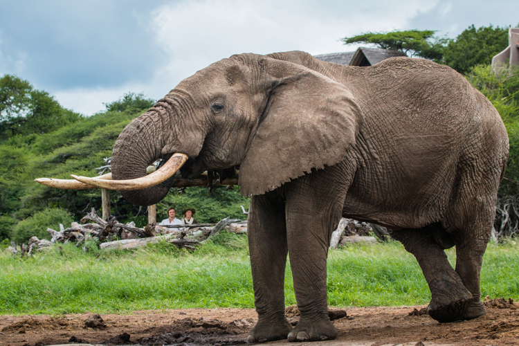 elephant ol donyo hide kenya yellow zebra safaris