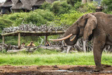 elephant view ol donyo hide kenya yellow zebra safaris