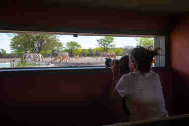 hide anderssons at ongava namibia yellow zebra safaris