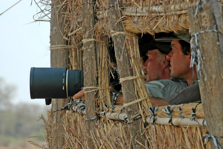 hide shenton safaris zambia kaingo yellow zebra