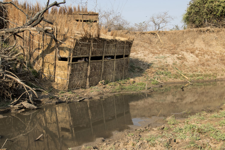 hide shenton safaris zambia mwamba yellow zebra