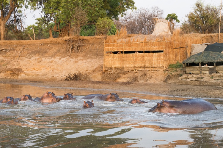 hippo hide view shenton safaris zambia kaingo yellow zebra