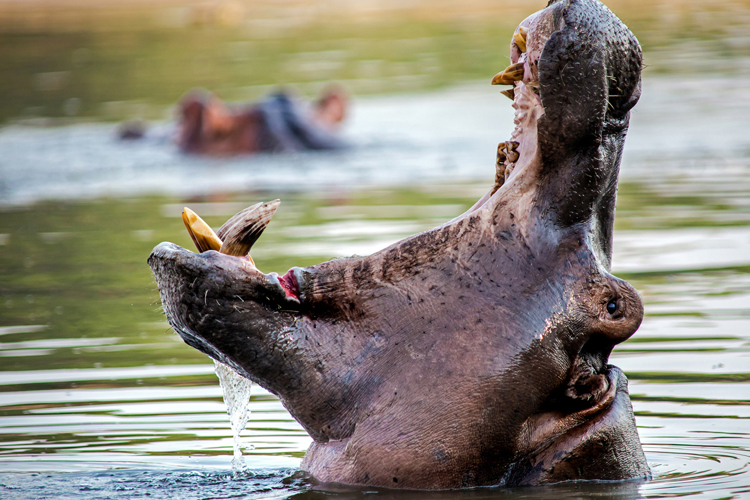 hippo shenton safaris zambia kaingo yellow zebra