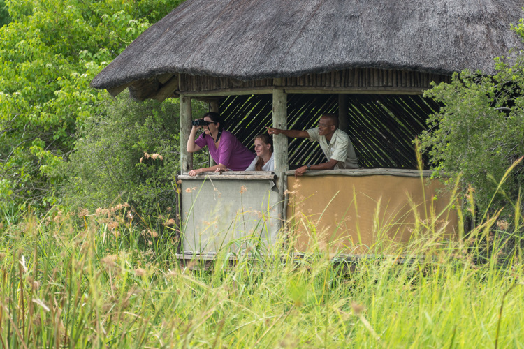 photography hide kings pool botswana yellow zebra safaris