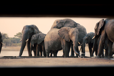 the hide hwange zimbabwe elephants