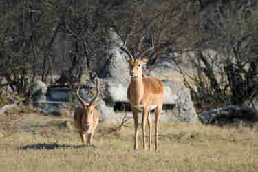the hide hwange zimbabwe impala view