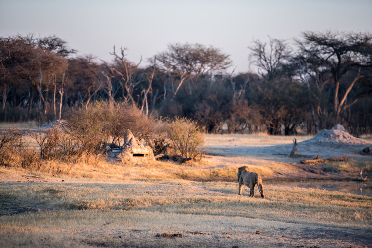the hide hwange zimbabwe lion