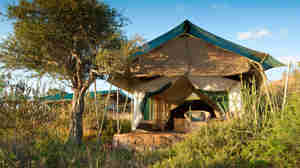 laikipia wilderness camp tent entrance kenya yellow zebra safaris