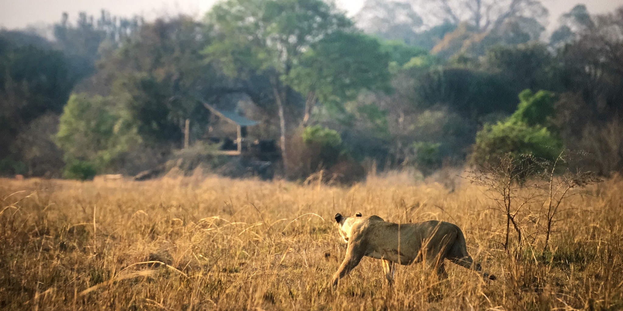 Ntemwa–Busanga | Bush Camps in Zambia
