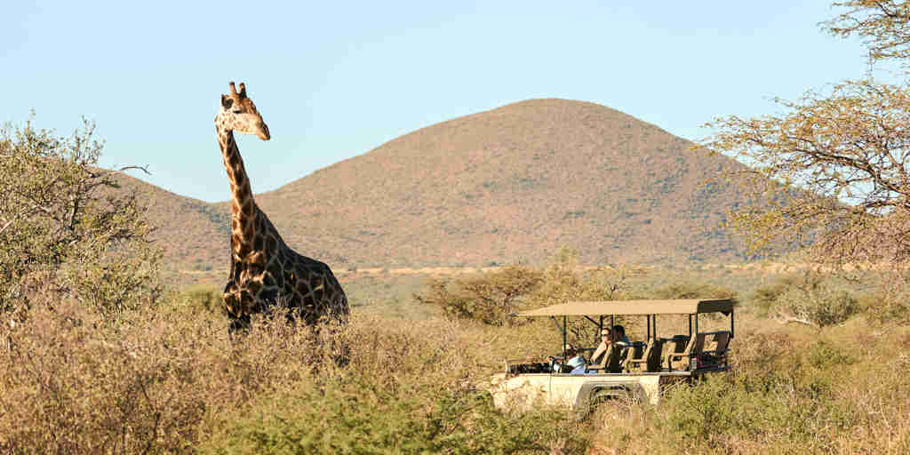 tswalu motse game drive giraffe south africa yellow zebra safaris