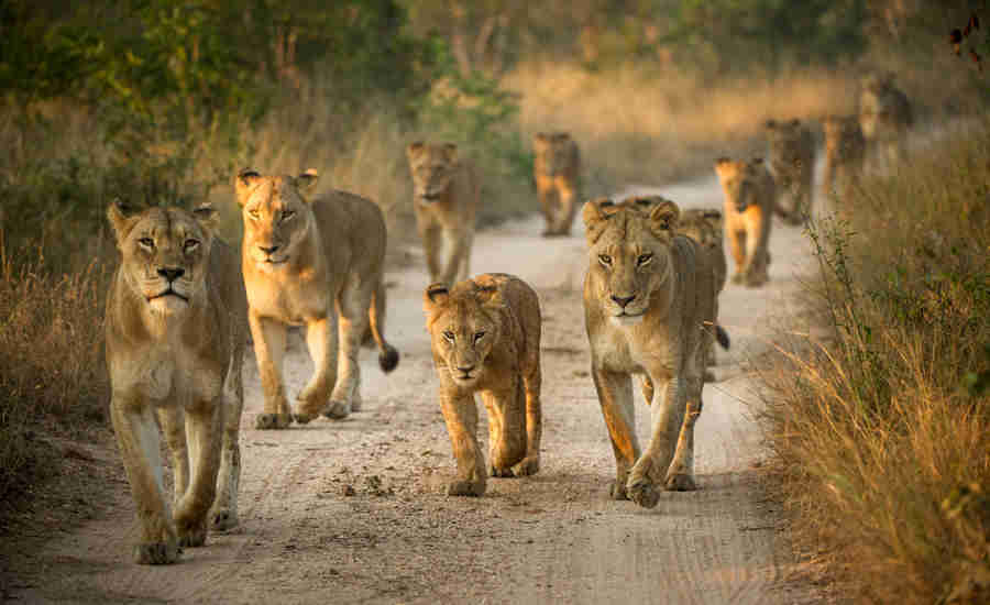 Lion pride, Tanzania national park safari