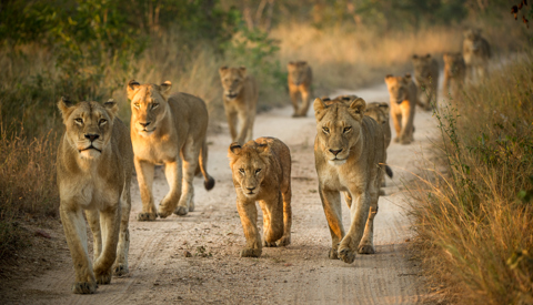 Lion pride, Tanzania national park safari