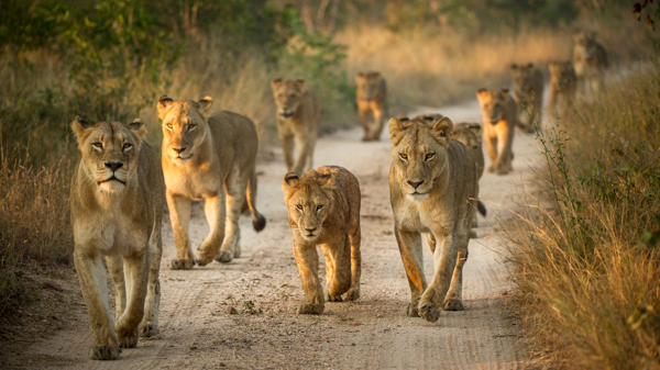 Lion pride, Tanzania national park safari