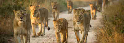 Lion pride, Tanzania national park safari
