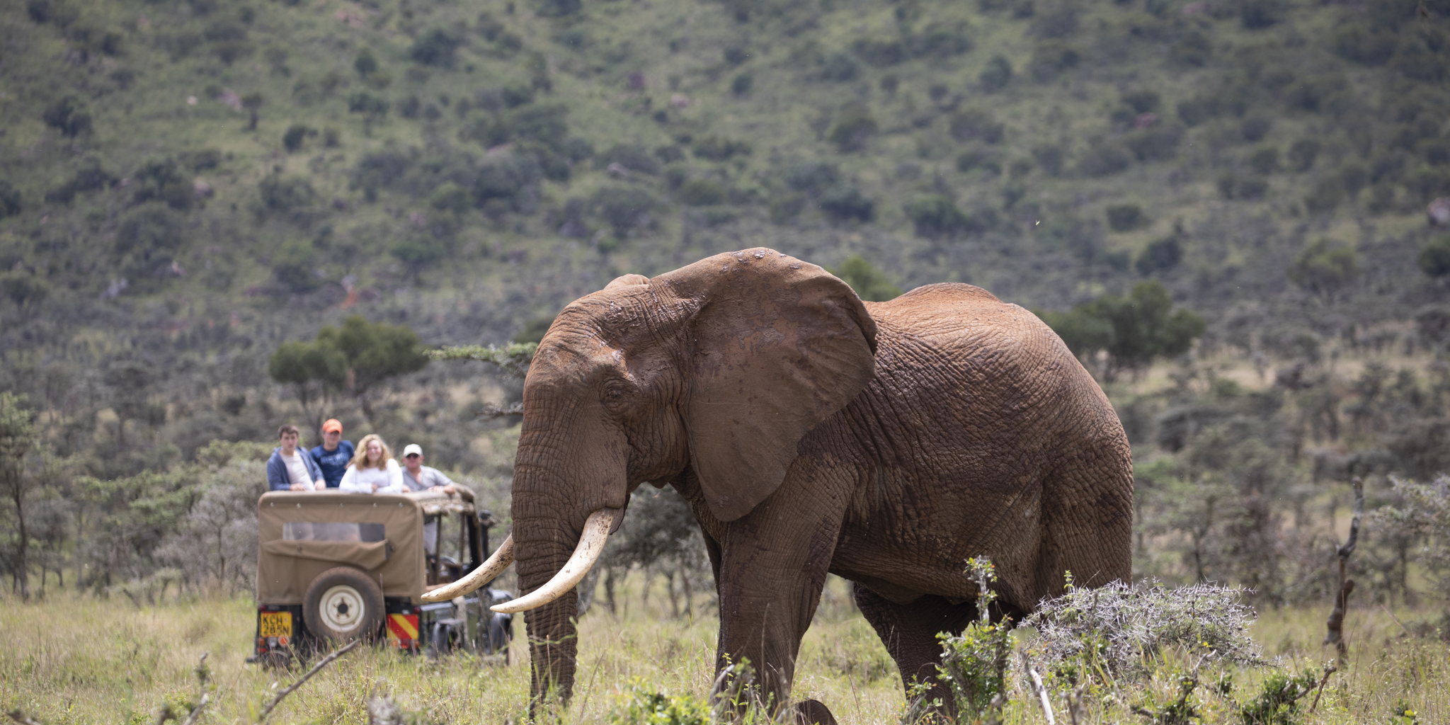 enasoit game drive elephant kenya yellow zebra safaris