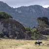enasoit horse riding kenya yellow zebra safaris