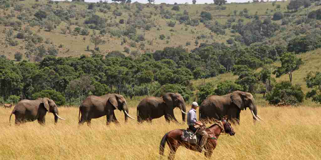 offbeat riding safaris elephants horse kenya yellow zebra safaris