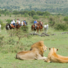 offbeat riding safaris lions kenya yellow zebra safaris
