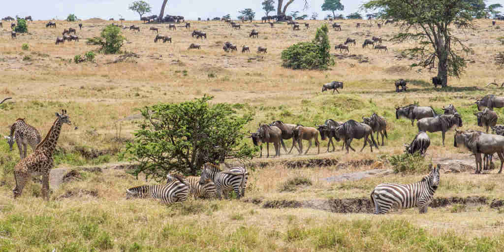offbeat riding safaris mara kenya yellow zebra safaris